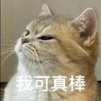 🐈‍⬛头像