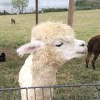 小丸子头像
