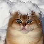 猫妖人头像