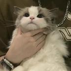 浮生若梦欢几何s头像
