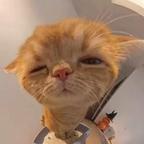 🐾头像