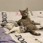 猫达人头像
