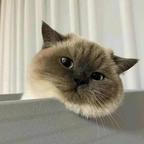 疯鸟头像