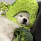 菜狗头像