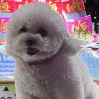 小狗生煎包头像