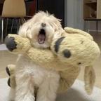 狗狗大王头像