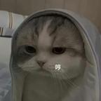 小狐狸扑倒北极熊头像