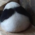 涩瑟惹头像