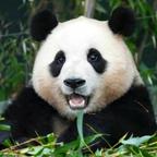 福宝丶头像