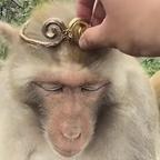背叛仙门的沈随欢头像