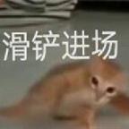 Rosin🐼头像