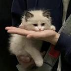 假富二代许先知头像