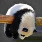 过客L头像
