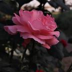 花开不落暗香悠头像