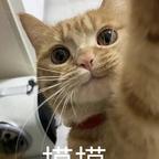 呆呆不爱吃糖果头像
