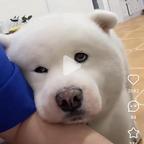 小小小阿驴头像