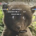 让我们一起去装傻头像