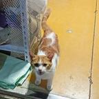 橘猫皇头像