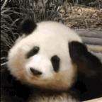 momo头像
