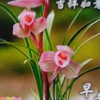 躺平逆袭的温锦儿头像
