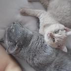 🍊程小白🐱头像