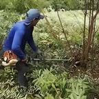 红果头像