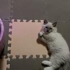 香蕉是只猫头像