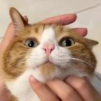 骑着猪猪的女侠头像