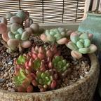 惢羽希头像