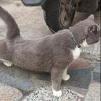 猫猫也有一颗上进心头像