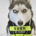 AAA专业套狗头像