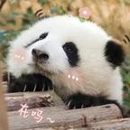 田田不甜丶丶头像