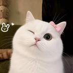 么么茶🐰头像