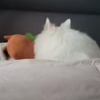 短剧鉴赏汪头像