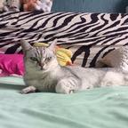 小猫头像