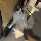 Coco🐈头像