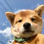 苏喵红粉爱看短剧头像