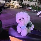 落子无悔 头像