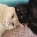 猫怕鱼头像