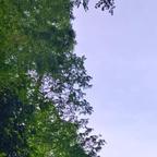 花果山打太极的小刺猬头像