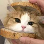 看剧前已打胰岛素头像