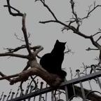感情头像