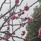 是凯莉啊头像