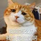 鲨l3总是和我吵架头像