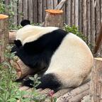 某嘟呀头像