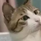 猫猫头生气的说头像