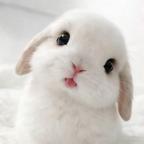 豹豹猫猫毛绒绒头像