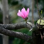 隐世花开头像