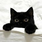夜猫子头像