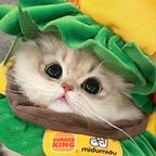 .摆烂修猫.头像